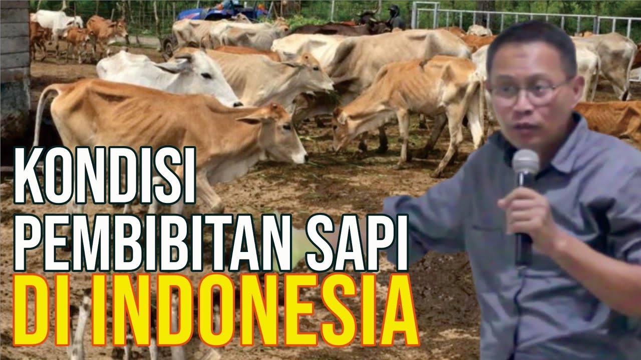 Pembibitan Sapi Potong Di Indonesia.jpg